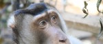 Wildlife